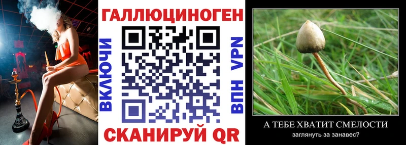 Купить где  Калач  Псилоцибиновые грибы мицелий 