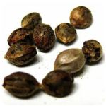 Семена марихуаны АК-47  (Seeds AK-47) в Калаче